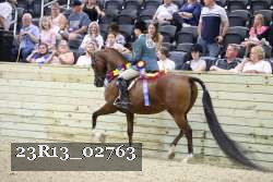 23R13_02763 thumbnail