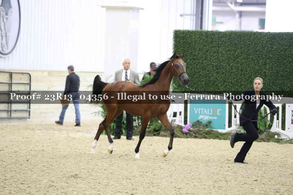 Proof Number 23R13_04356