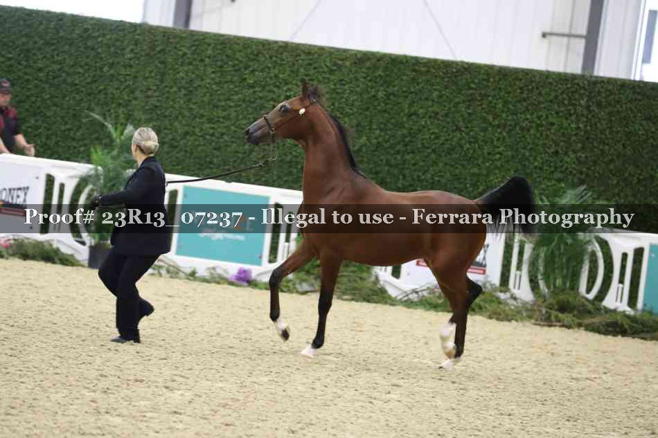 Proof Number 23R13_07237