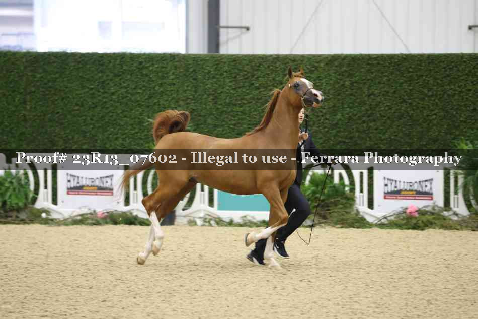 Proof Number 23R13_07602