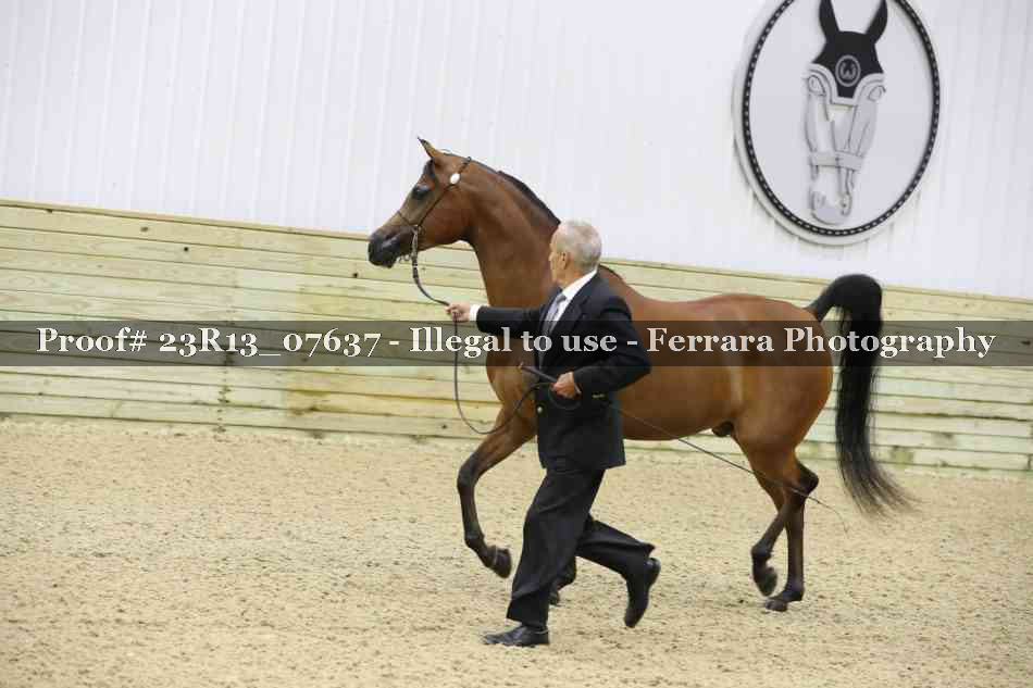 Proof Number 23R13_07637
