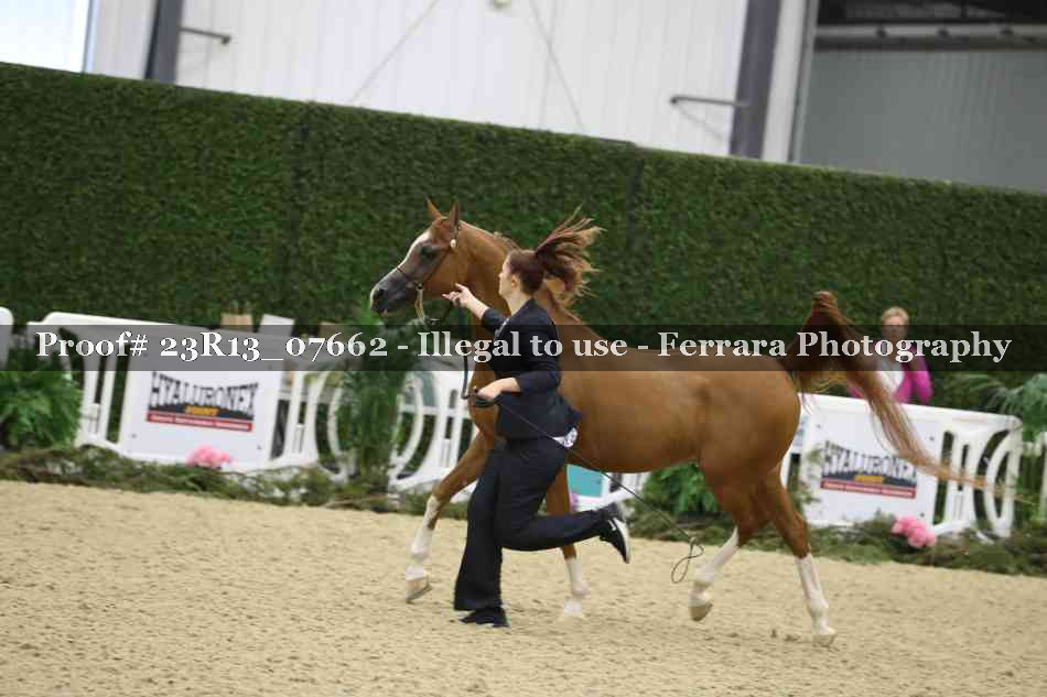 Proof Number 23R13_07662