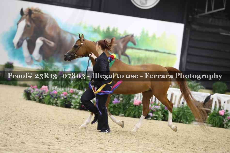 Proof Number 23R13_07803