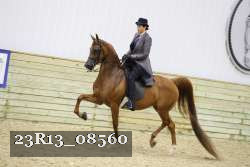 23R13_08560 thumbnail