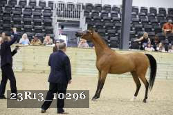 23R13_10296 thumbnail