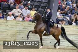 23R13_11203 thumbnail
