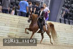 23R13_11403 thumbnail