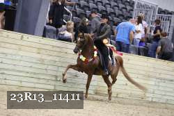 23R13_11411 thumbnail