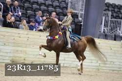 23R13_11785 thumbnail