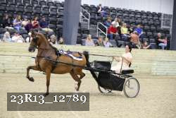 23R13_12789 thumbnail
