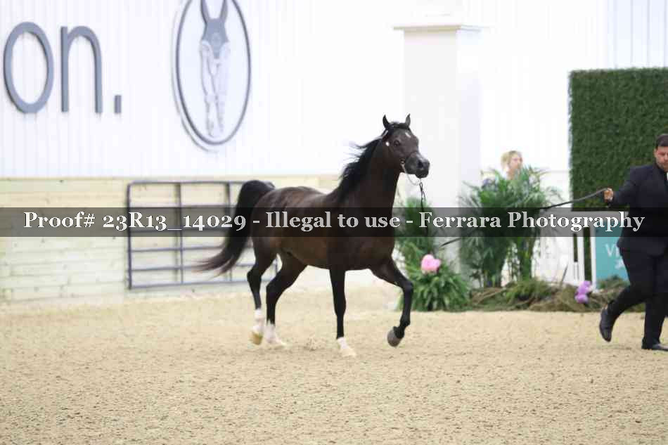 Proof Number 23R13_14029