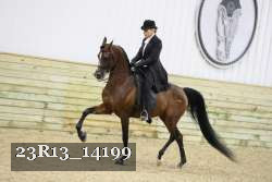 23R13_14199 thumbnail