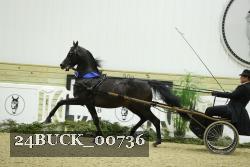 24BUCK_00736 thumbnail