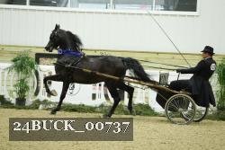 24BUCK_00737 thumbnail
