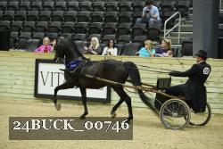 24BUCK_00746 thumbnail