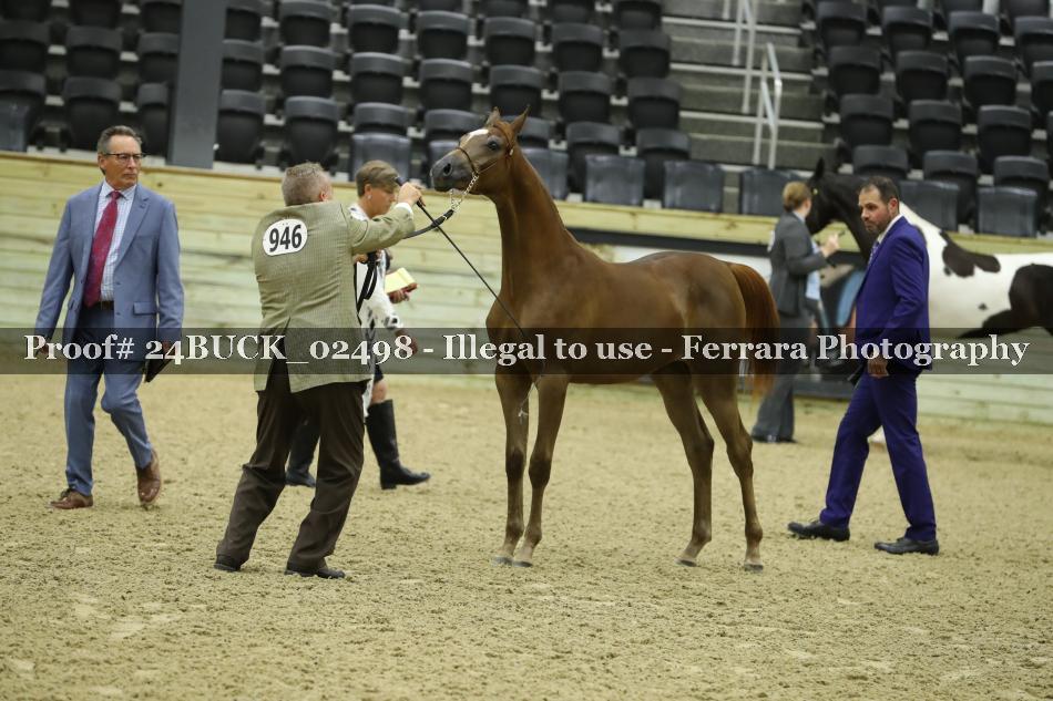 Proof Number 24BUCK_02498