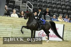 24BUCK_04326 thumbnail