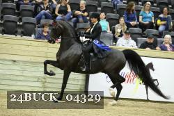 24BUCK_04329 thumbnail
