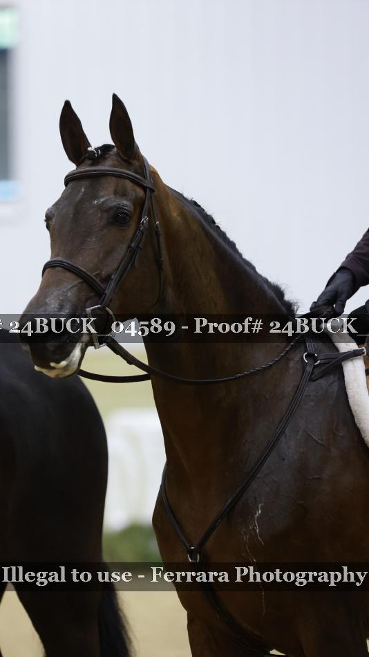 Proof Number 24BUCK_04589