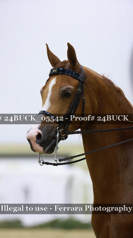 Proof Number 24BUCK_05542
