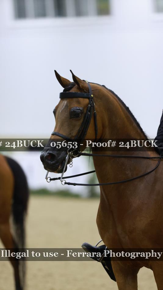 Proof Number 24BUCK_05653