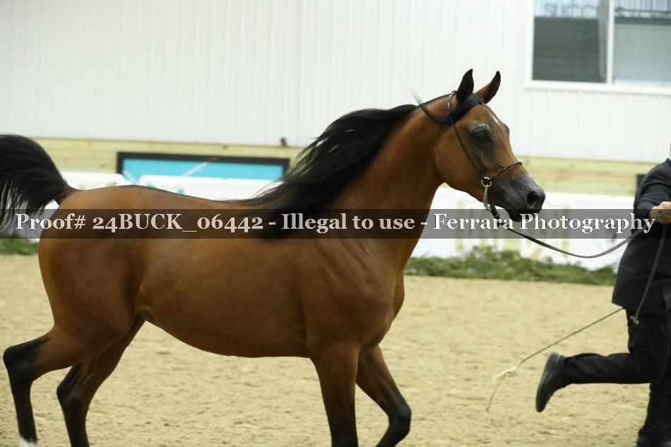 Proof Number 24BUCK_06442