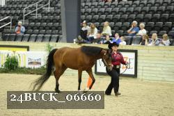 24BUCK_06660 thumbnail