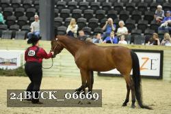 24BUCK_06669 thumbnail