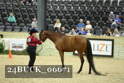 24BUCK_06671 thumbnail