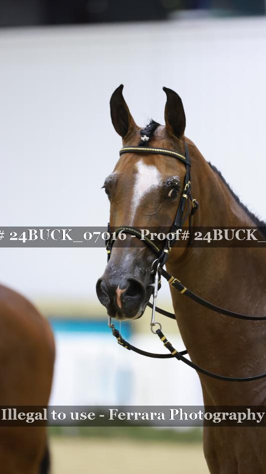 Proof Number 24BUCK_07016