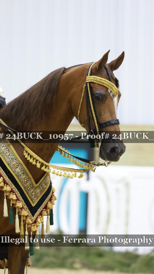 Proof Number 24BUCK_10957