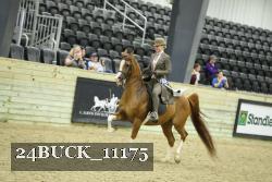 24BUCK_11175 thumbnail