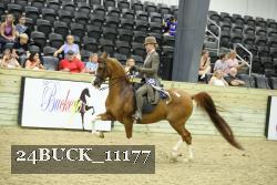 24BUCK_11177 thumbnail