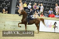 24BUCK_11205 thumbnail