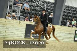 24BUCK_12020 thumbnail