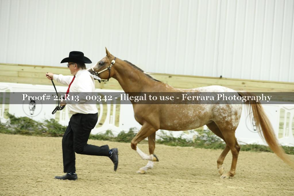Proof Number 24R13_00342