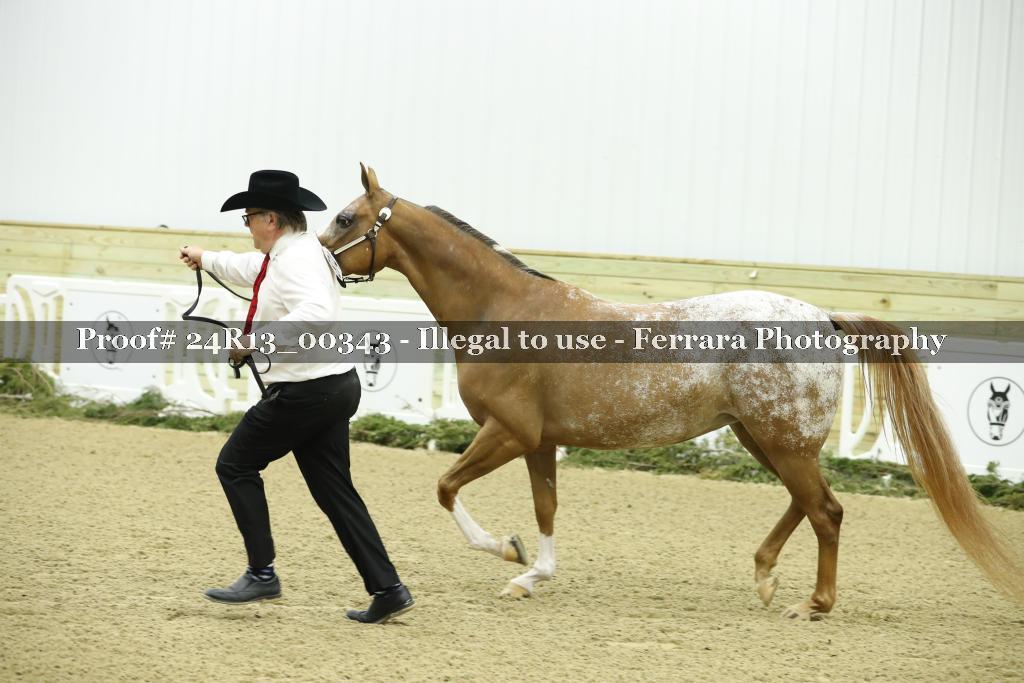Proof Number 24R13_00343