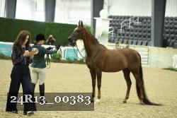 24R13_00383 thumbnail