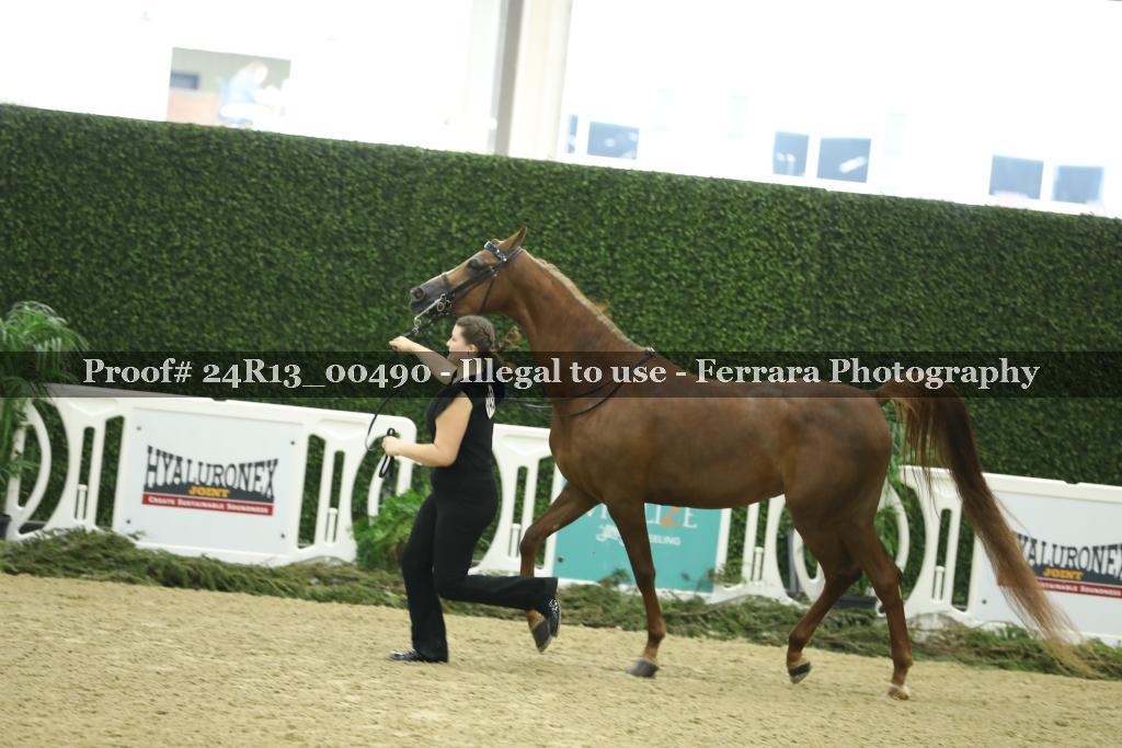 Proof Number 24R13_00490