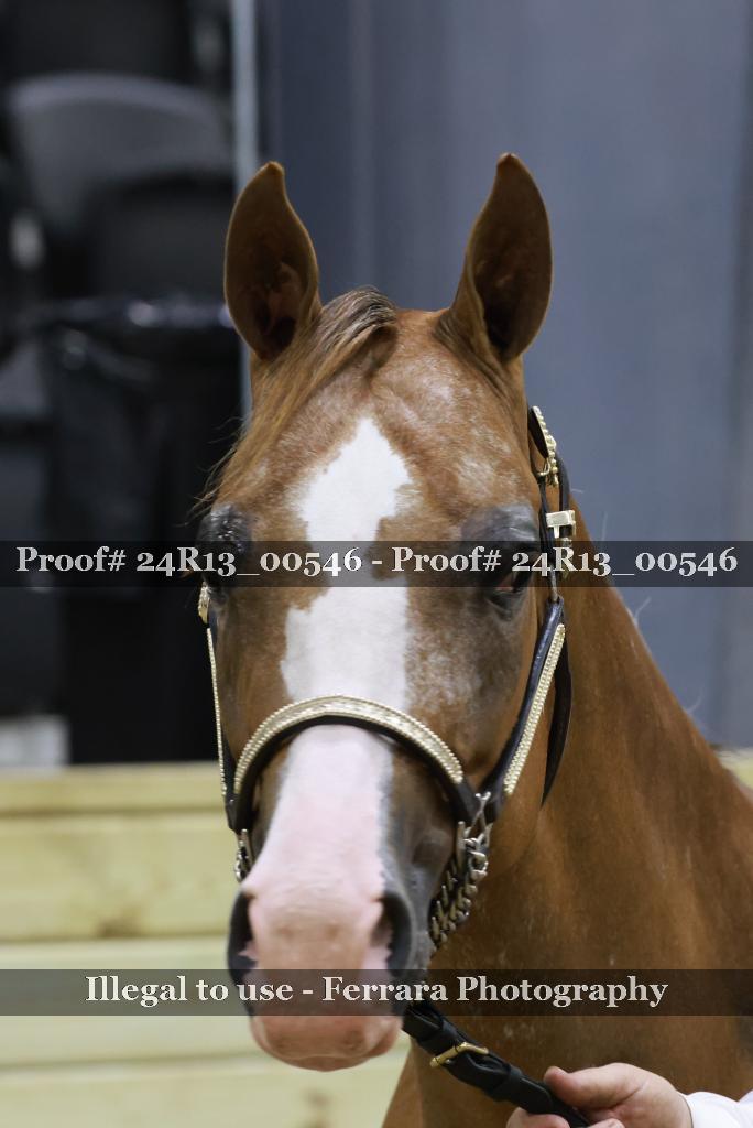 Proof Number 24R13_00546