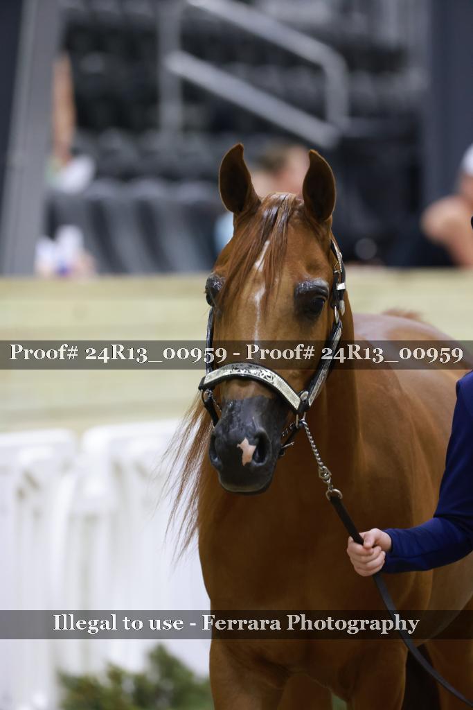 Proof Number 24R13_00959