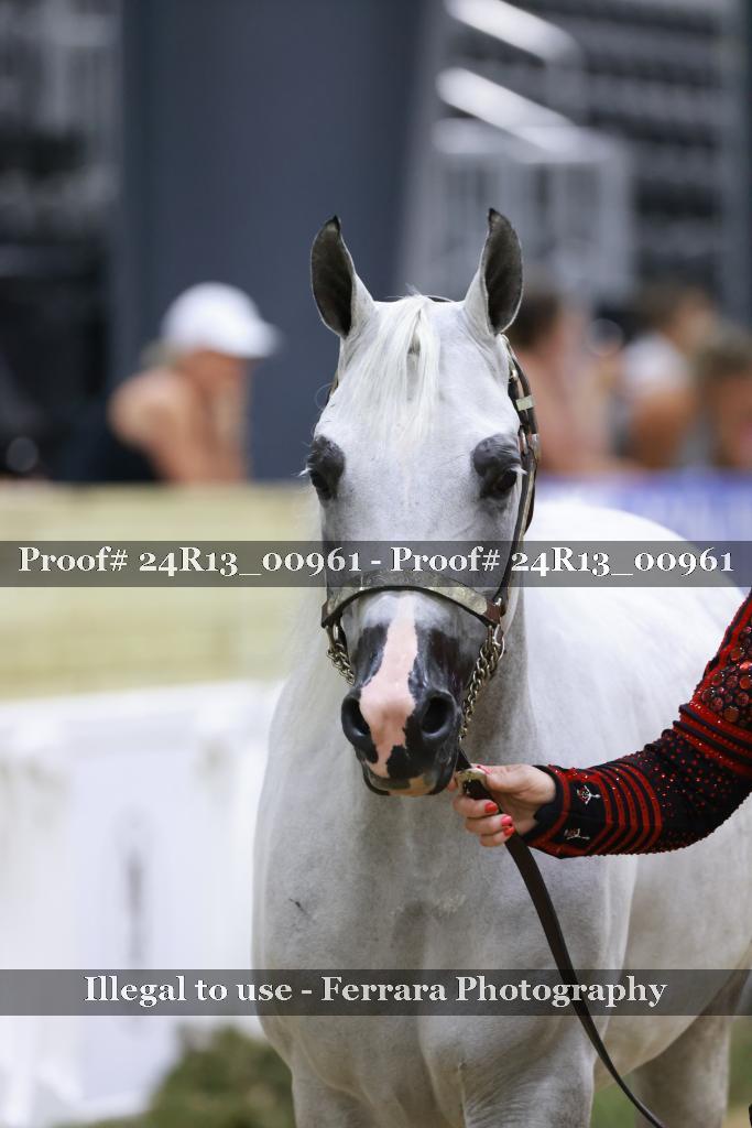 Proof Number 24R13_00961