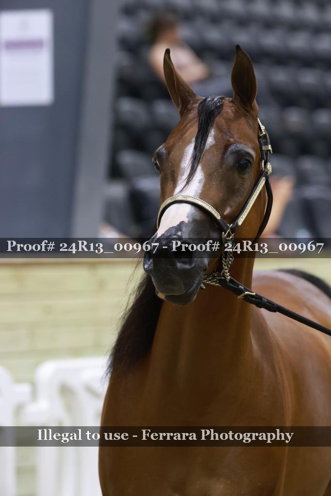 Proof Number 24R13_00967