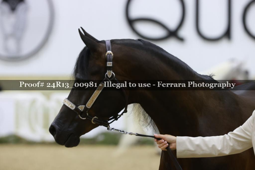 Proof Number 24R13_00981