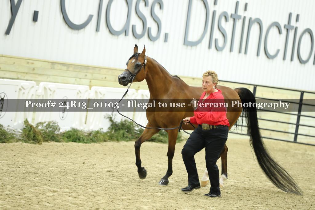 Proof Number 24R13_01103
