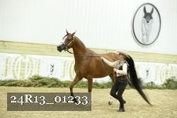 24R13_01233 thumbnail