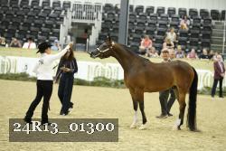 24R13_01300 thumbnail