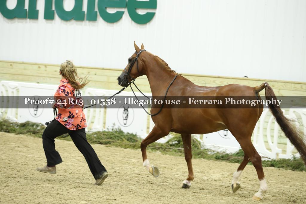 Proof Number 24R13_01558