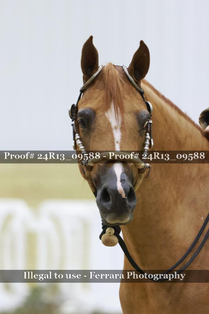 Proof Number 24R13_09588