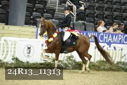 24R13_11313 thumbnail